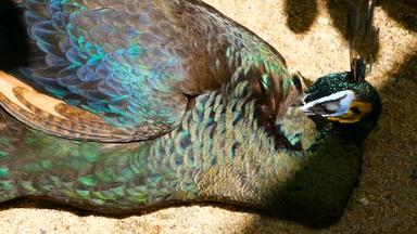优雅的野生异国情调的鸟色彩斑斓的艺术羽毛关闭孔雀变形羽毛飞行印度绿色孔雀